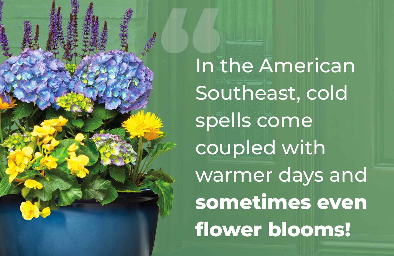 In the American Southeast, cold spells come coupled with warmer days and sometimes even flower blooms!