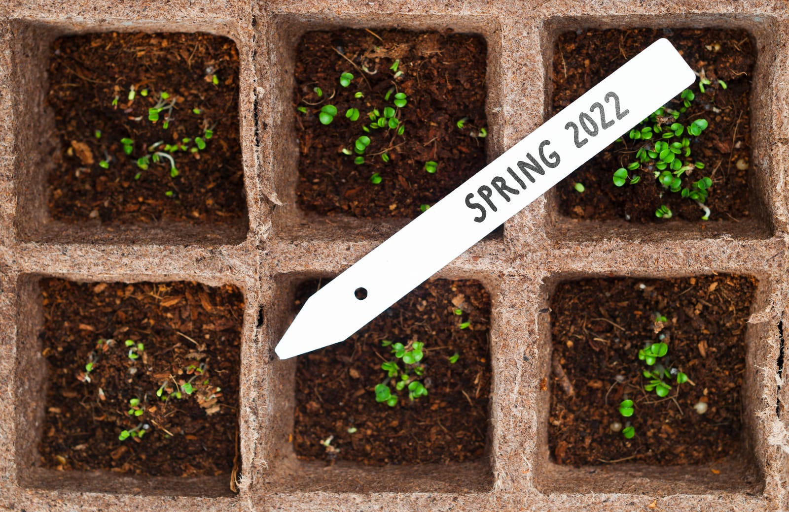 Seedlings in separate containers with a label reading "spring 2022"
